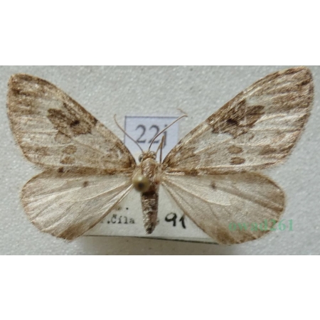 Thera britannica (Turner, 1925) female Paśnik jodłowiec Czech22j